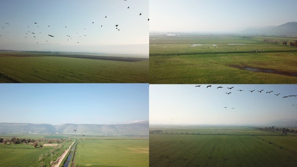 Common Cranes In Flight Aerial View Pack alt