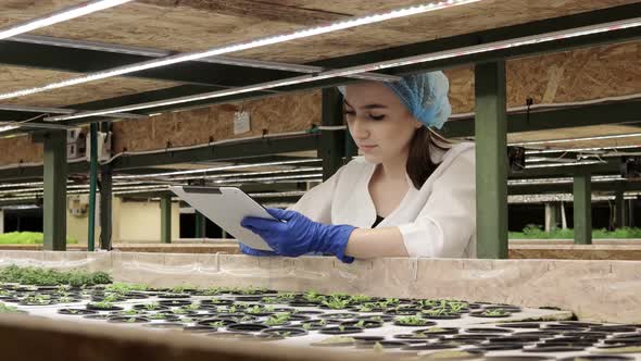 Biotechnologist using tablet to check quality and quantity of vegetable in hydroponic farm alt
