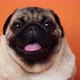 Dog, Pug Sitting and Panting, 1 Year Old, Isolated on Orange Background - VideoHive Item for Sale