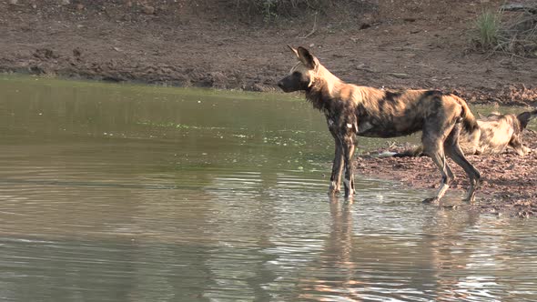Side view of lone African wild dog standing by waterhole to cool off alt