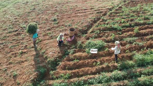 Aerial Clip of Asian Farmers Farming on Cultivated Farm Field