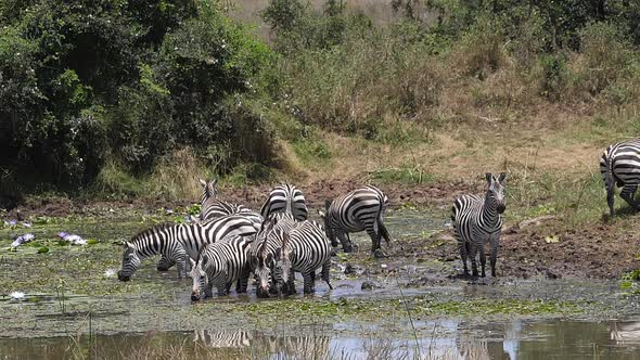 Grant's Zebra, equus burchelli boehmi, Herd standing at the Water Hole, drinking alt