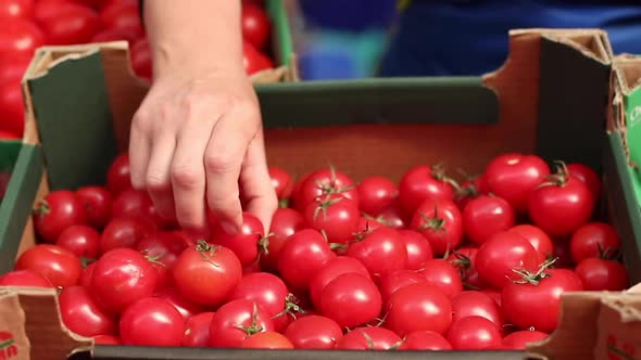 Vegetable Saleswoman Beautifully Lays Out the Goods, Aligns Red Tomatoes in a Box