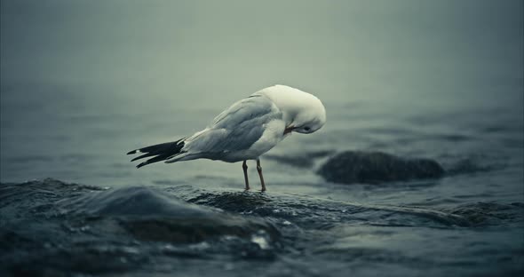 Closeup of Seagull Standing on Rock in Foggy Lake with Waves and Rising Tide in Slowmotion 4K alt