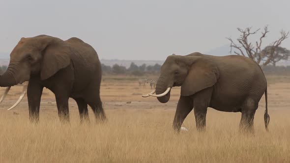 Huge Male Elephant Walking