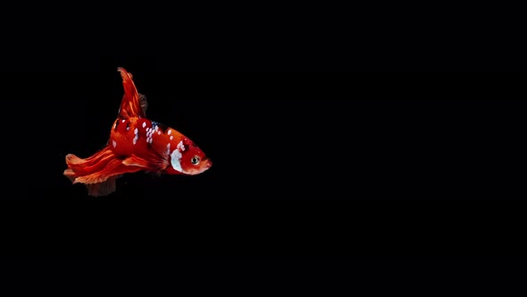 Colorful Siamese fighting fish Betta splendens, also known as Thai Fighting Fish or betta, is a spec alt