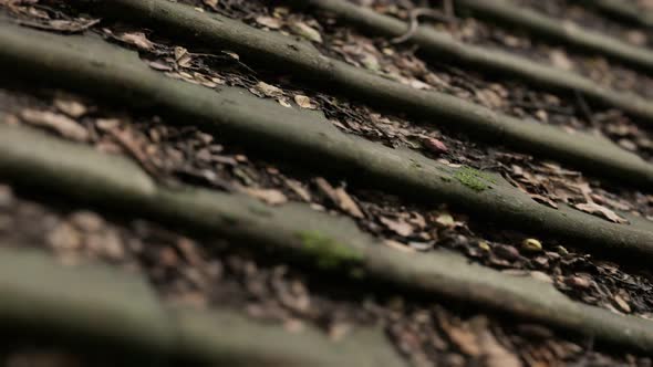 Old Tile Roof with Moss alt