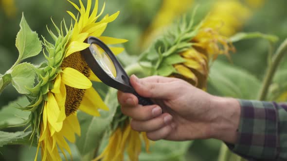 Farmer Stands in the Field of Sunflowers and Looks at the Sunflower Seeds Through a Magnifying Glass alt