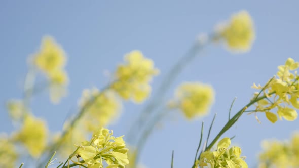 Yellow beautiful  flower of oilseed rape on wind against blue sky 4K 2160p 30fps UltraHD tilting foo