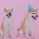Young Shiba Innu Dogs Couple Celebrating Their Marriage Ceremony - VideoHive Item for Sale