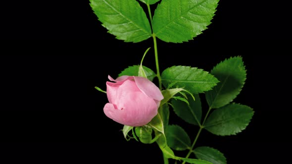 Rose Hip Flower Macro Timelapse on Black