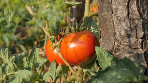 Tilting on red tomato  in the garden close-up  4K 2160p 30fps UltraHD footage - Organic fruit Solanu alt