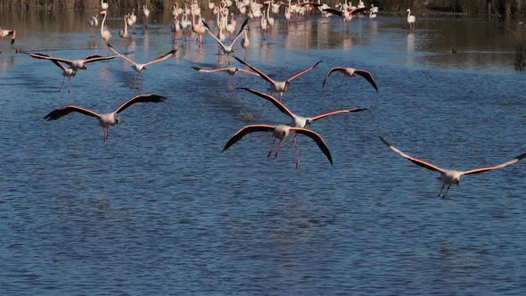 Greater Flamingos, Phoenicopterus roseus,Pont De Gau,Camargue, France alt