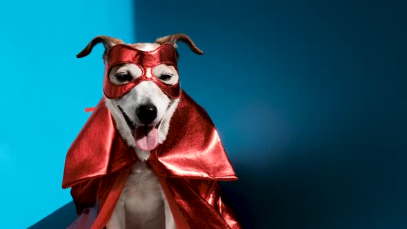 Cute Dog in Superhero Costume in Studio alt