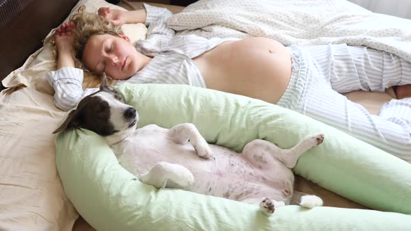 Pregnant Woman And Dog Sleeping In Bed With Maternity Pillow In