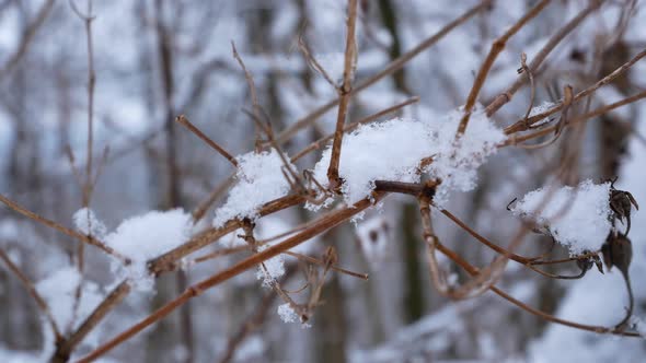 Snow on a Tree Branch in Winter