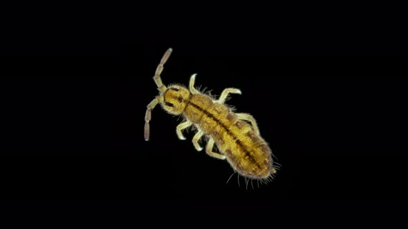 Collembola insect under the microscope, Order Entomobryomorpha, family Isotomidae alt