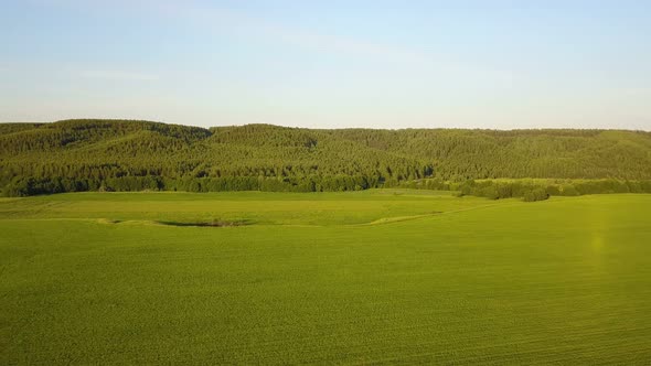 Green Meadow And Forest Hils