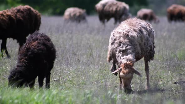 Sheeps graze in a meadow and eat green grass in hot summer haze alt