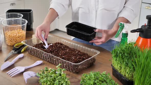 Closeup of a Woman's Hands a Farmer is Pouring Soil Earth Into a Tray for Planting Microgreen Seeds