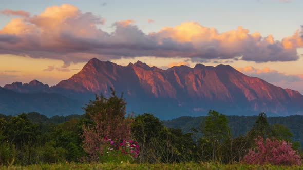 Beautiful cherry blossoms at Mae Taman Viewpoint in Chiang Mai, alt