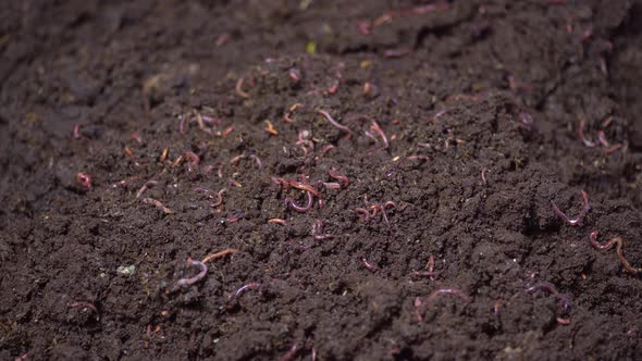 Worms In Compost For Organic Agriculture
