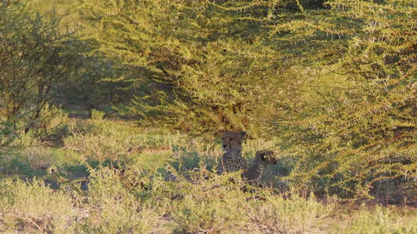 Cheetah hiding under a green vegetation with her cubs. Kalahari desert alt