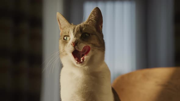 Portrait of a Cute White Domestic Cat Licking Up Her Face with a Tongue alt