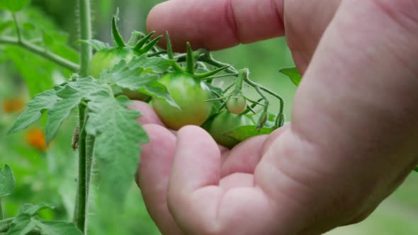 Farm Worker Hands Check for Ripeness or Disease Group of Green Tomatoes