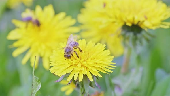 Macro Footage of a Beautiful Yellow Dandelions Flower with a Bee
