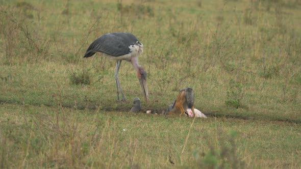 Marabou stork and a black-backed jackal eating alt