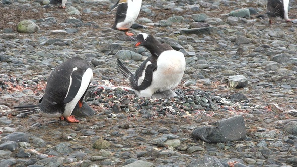 Antarctica. There are a lot of penguins resting on the rocks at Hope Bay. Antarctic Peninsula. alt