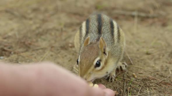 Extreme close up over shoulder of chimpunk eating nuts out of person's hand alt