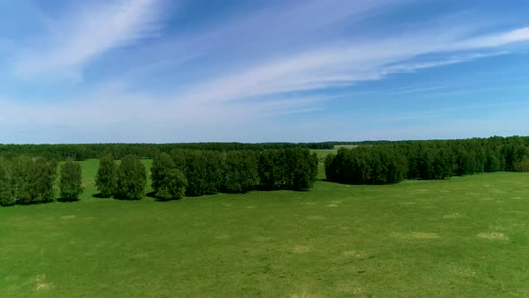 Cows, Horses and Sheeps in a Green Meadow, Aerial View