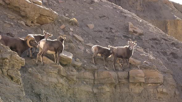 Rocky Mountain Bighorn Sheep in Green River Utah alt