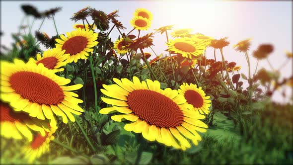 Sunflower Garden Moving Background