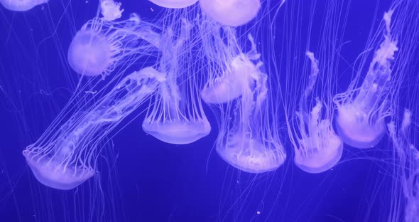 Jellyfish swimming in an aquarium