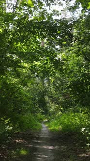 Vertical Video of Summer Forest By Day alt