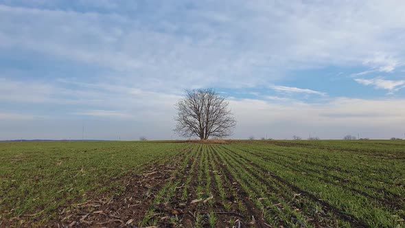 Barren lone tree in the spring field with growing wheat sprouts