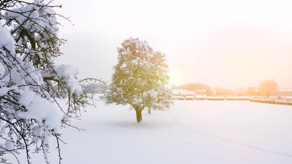 Forest Trees Woodland during Snowfall at Christmas Holiday alt