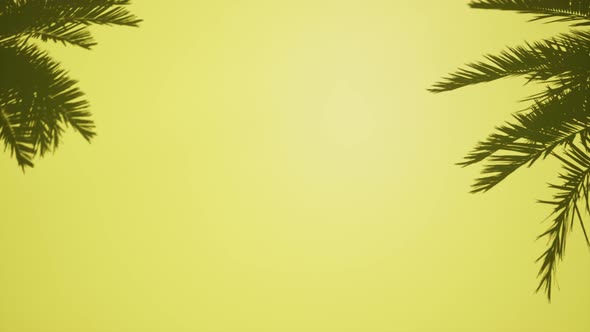 Empty Mockup Yellow Wall Shadow Leaves Minimal Modern Interior alt