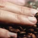 Hand Touching Roasted Coffe Beans in Factory