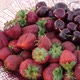 Juicy Strawberries Cherries - VideoHive Item for Sale