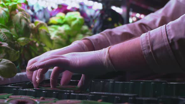 A Man is Planting Lettuce Sprouts in a Vertical Greenhouse alt