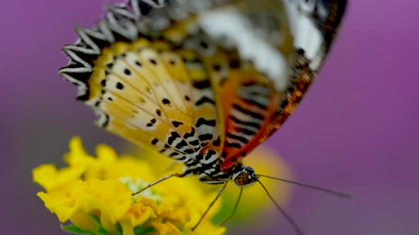 Macro close up of Butterfly Collecting Nectar Pollen with Legs of Yellow Flower - Pollination Time i alt