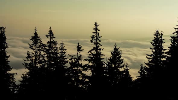 Time Lapse Fog Floating in Mountain Valley with Pine Forest Foreground at Sunrise
