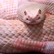 Pinky Grey Color Rattle Snake - VideoHive Item for Sale