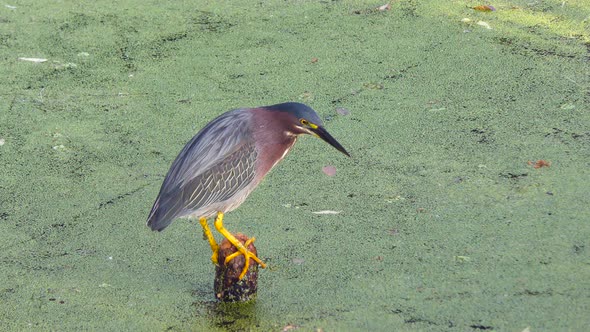  green Heron Fishing in Florida Swamp