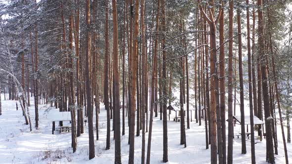 Drone Approaching Pine Tree Wood in Winter