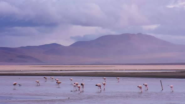 Flamingos on Red Lake in Bolivia alt